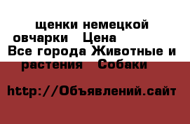 щенки немецкой овчарки › Цена ­ 15 000 - Все города Животные и растения » Собаки   